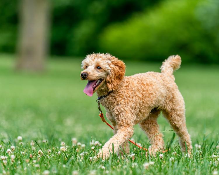 Chó Poodle - Kinh Nghiệm Chăm Sóc, Tính Cách, Đặc Điểm Và Giá Bán