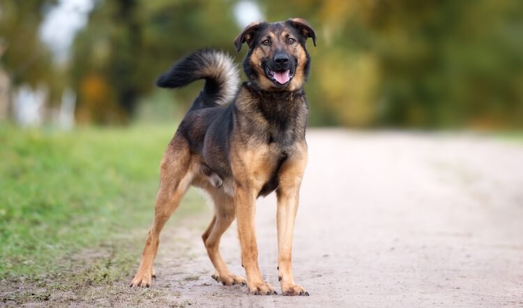 Tìm hiểu về giống chó Rottweiler mạnh mẽ và uy lực