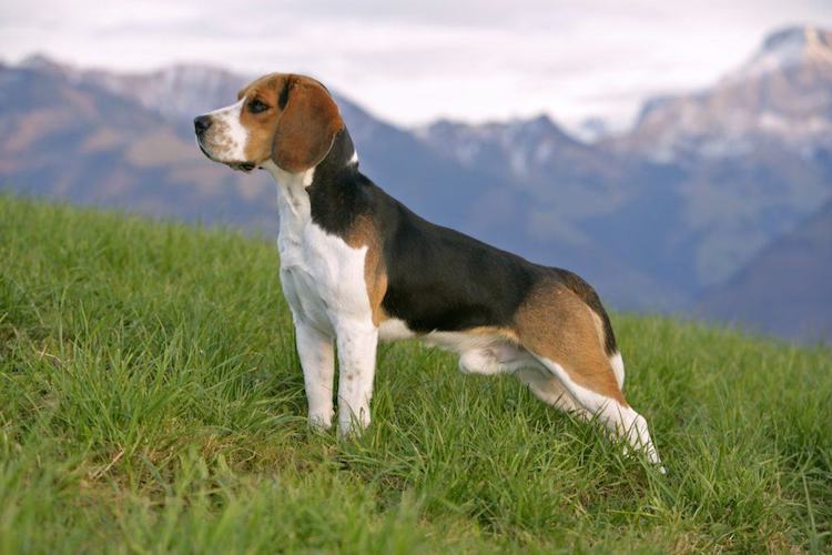 Tìm hiểu về giống chó Beagle - Giống chó săn thỏ nổi tiếng thế giới