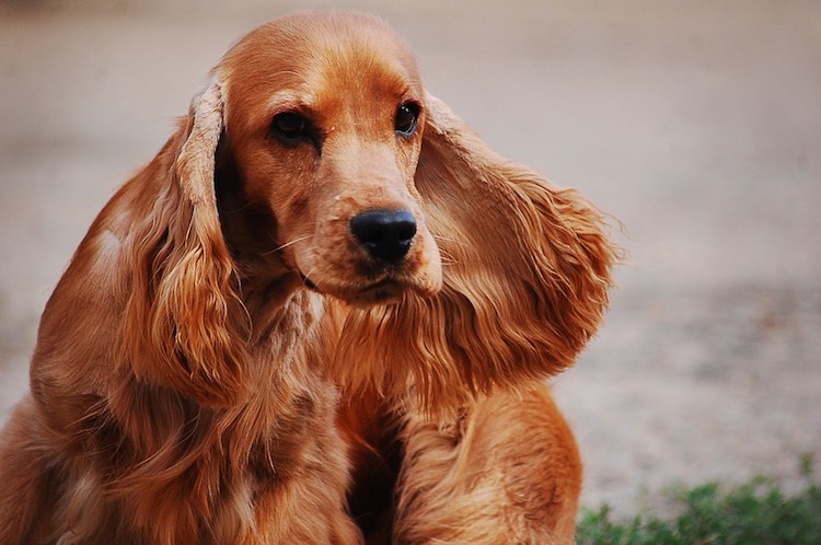 Tìm hiểu về chó Cocker Spaniel đẹp và đáng yêu nổi tiếng