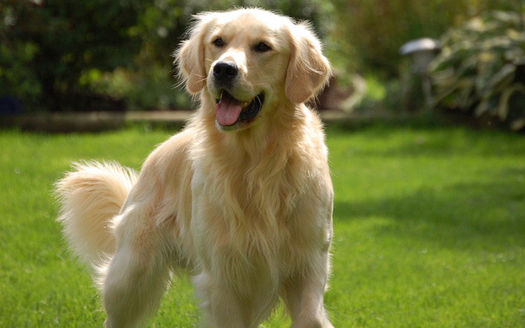Những sự thật thú vị cần biết về loài chó Golden Retriever