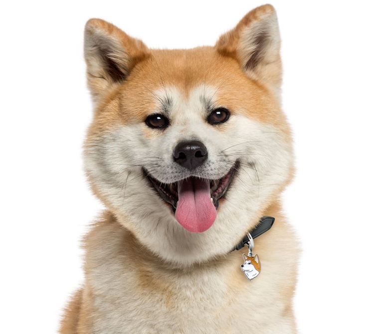 Tìm hiểu về giống chó Shiba - loài chó có gương mặt vô cùng hạnh phúc