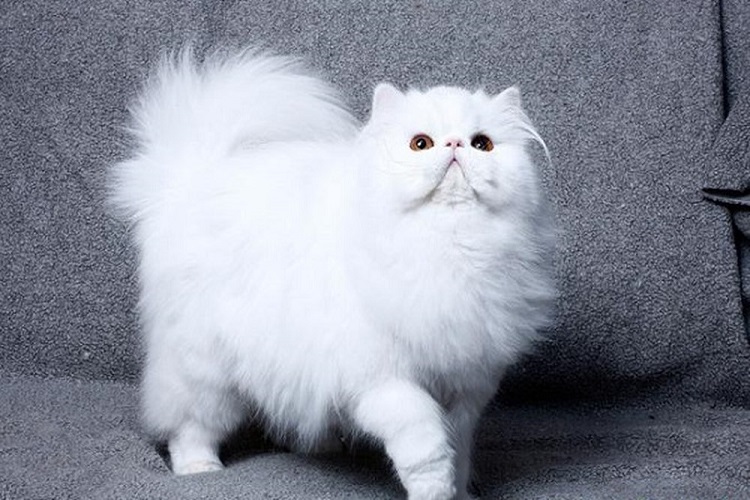 Bảng giá mèo Ba Tư - Những thông tin hữu ích về giống mèo này