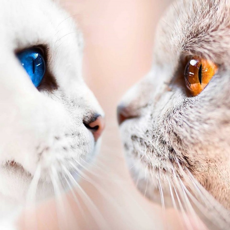 Điều trị mèo bị đau mắt như thế nào? Nguyên nhân và cách chăm sóc