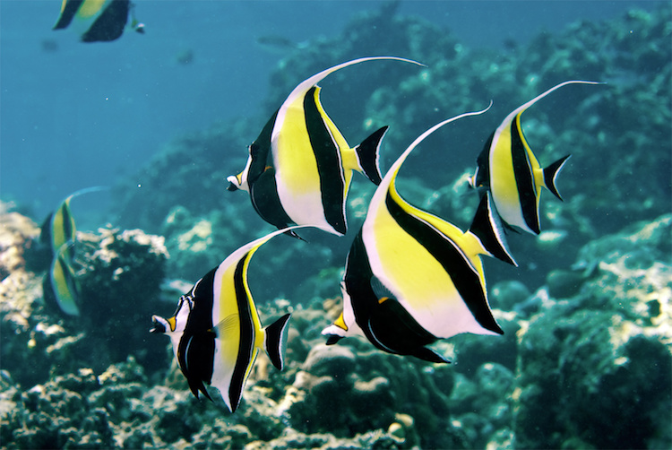 Các loại cá cảnh dễ nuôi và một số thông tin liên quan