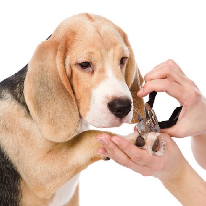 Chia sẻ kinh nghiệm cắt móng chân cho chó an toàn và đơn giản nhất