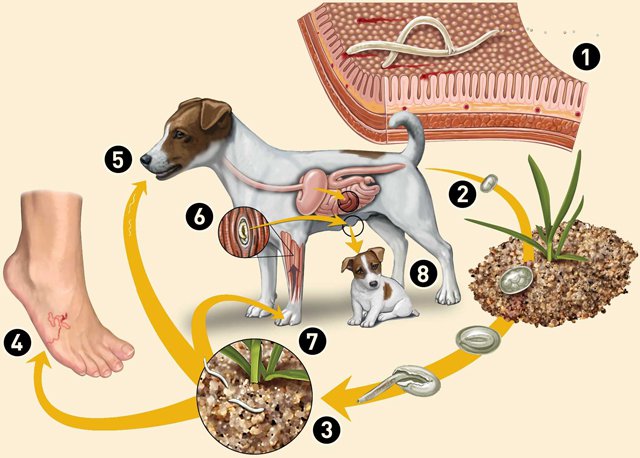 Bệnh sán chó là gì? Dấu hiệu và nguy cơ của bệnh là gì?