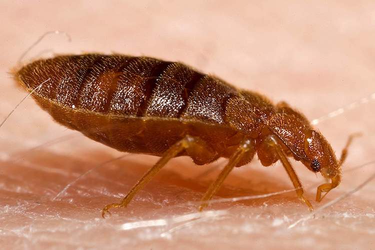Bọ chét là gì? Cách điều trị khi bị bọ chét cắn như thế nào?