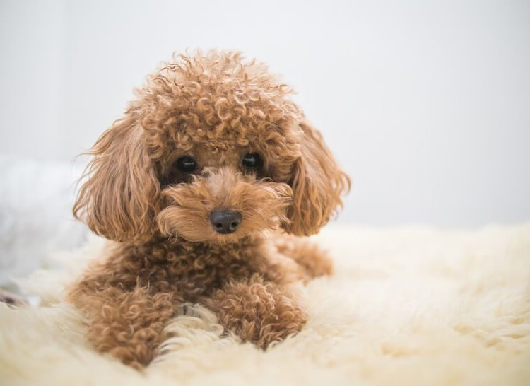 Những căn bệnh thường gặp ở chó Poodle và dấu hiệu nhận biết