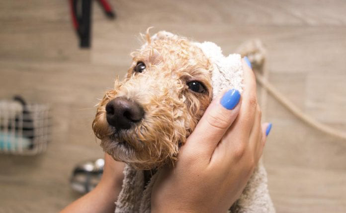 Cách tắm cho chó Poodle tại nhà đơn giản mà hiệu quả nhất