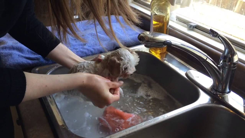 Cách tắm cho chó Poodle tại nhà đơn giản mà hiệu quả nhất