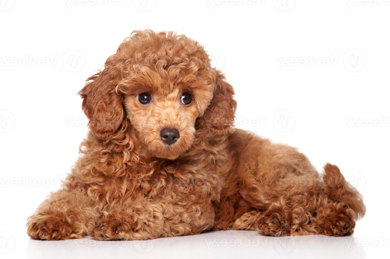 Tiêu chuẩn chó Poodle đẹp - Cách đánh giá dành cho người mới nuôi