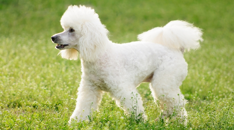 Tiêu chuẩn chó Poodle đẹp - Cách đánh giá dành cho người mới nuôi
