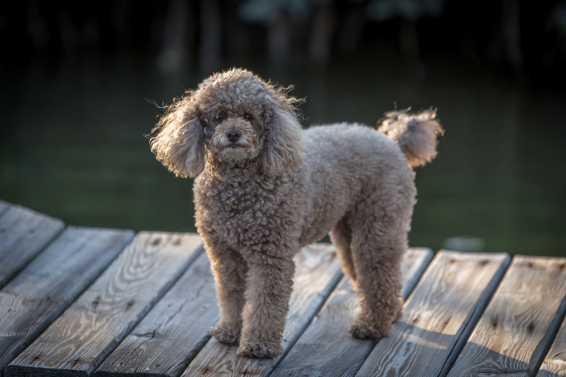 Chó Miniature Poodle – Đặc điểm, cách chăm sóc và bảng giá (2022)