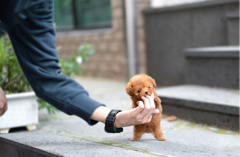 Chó Teacup Poodle – Đặc điểm, cách chăm sóc và bảng giá (2022) 