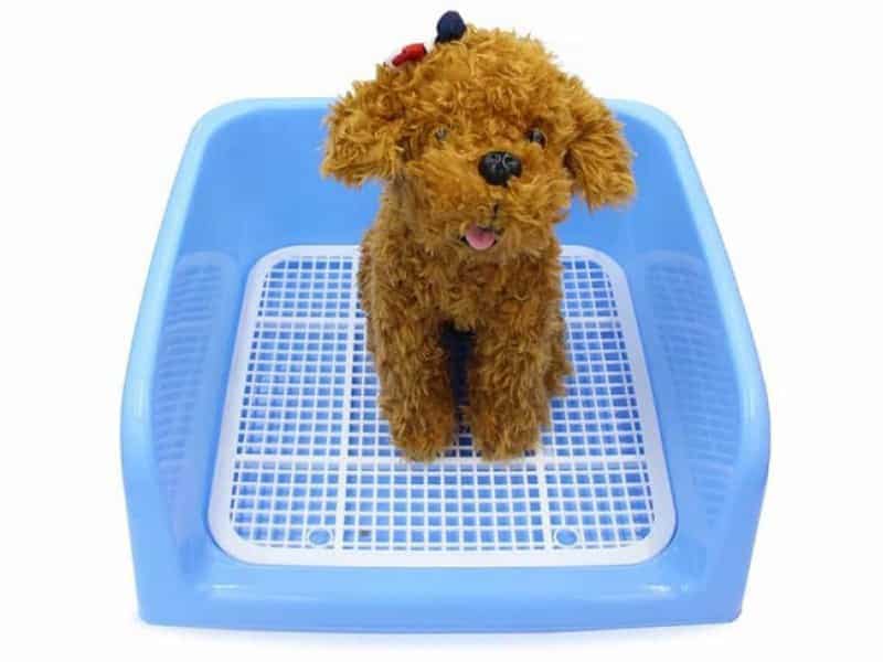 Chia sẻ cách dạy chó Poodle đi vệ sinh đúng quy định