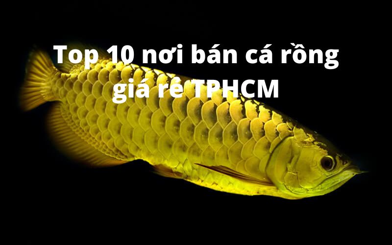 Top 10 nơi bán cá rồng giá rẻ TPHCM