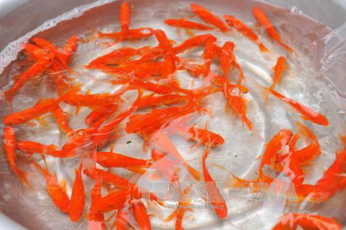 Cá La Hán Ăn gì? Tìm hiểu loại thức ăn ưa thích nhất của cá La Hán