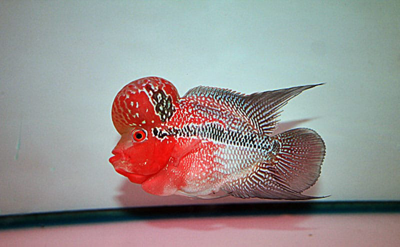 Cá La Hán Thái đỏ - Đặc điểm, cách nuôi, giá bán và địa chỉ mua 2022