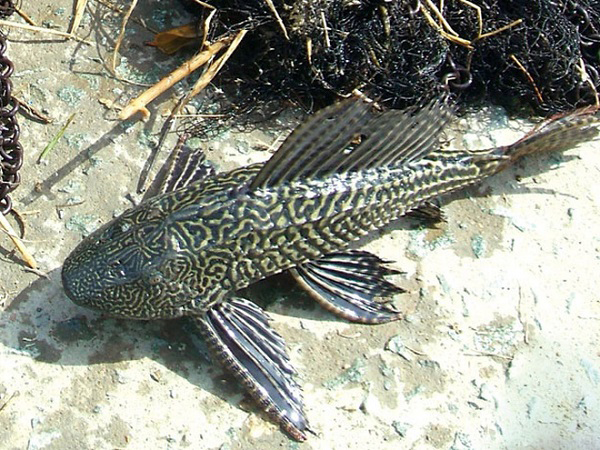 Tất tần tật về Cá Lau Kiếng - Các loại cá Lâu Kiếng phổ biến