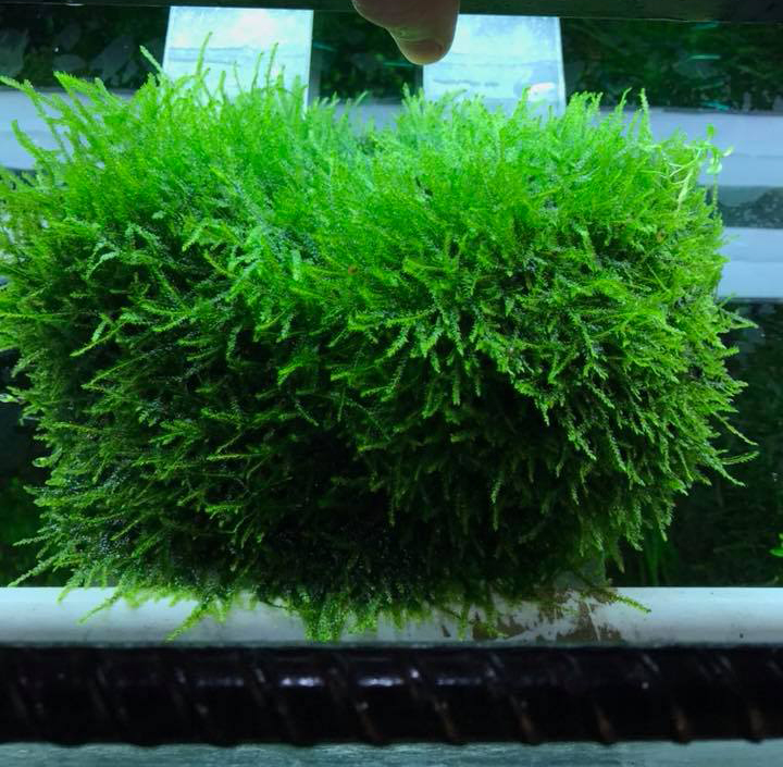 Top 10 cây thủy sinh không cần đất nền dễ trồng nhất tại nhà 