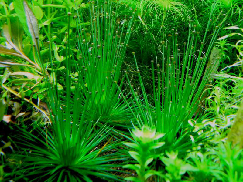 Top 6 loại cỏ thủy sinh dễ trồng và chăm sóc trong bể cá 