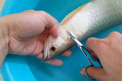 Những bệnh thường gặp ở cá Rồng - Nguyên nhân và cách điều trị hiệu quả