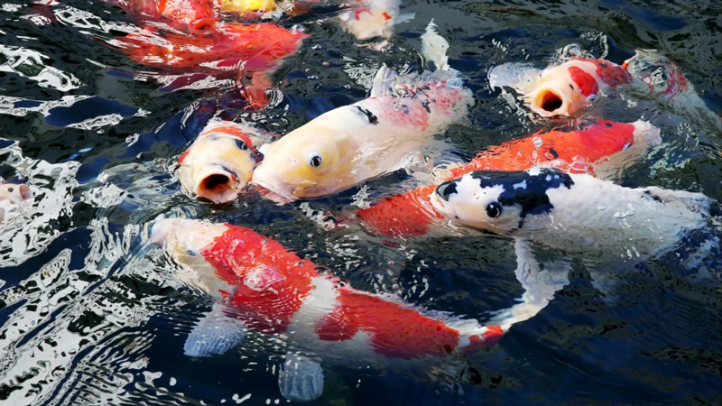 Top 6 loại thức ăn cá Koi được nhiều người sử dụng nhất hiện nay 2022